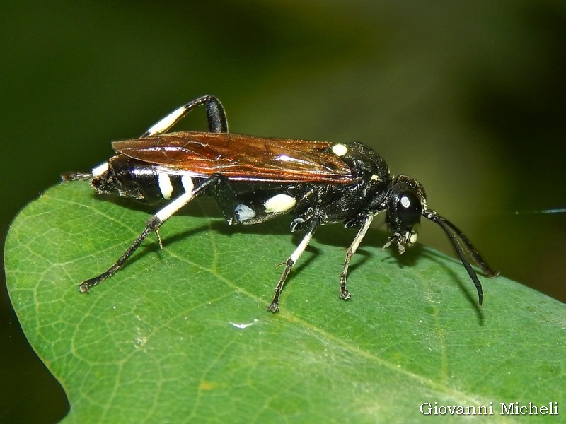 Tenthridinidae da ID: Macrophya duodecimpunctata